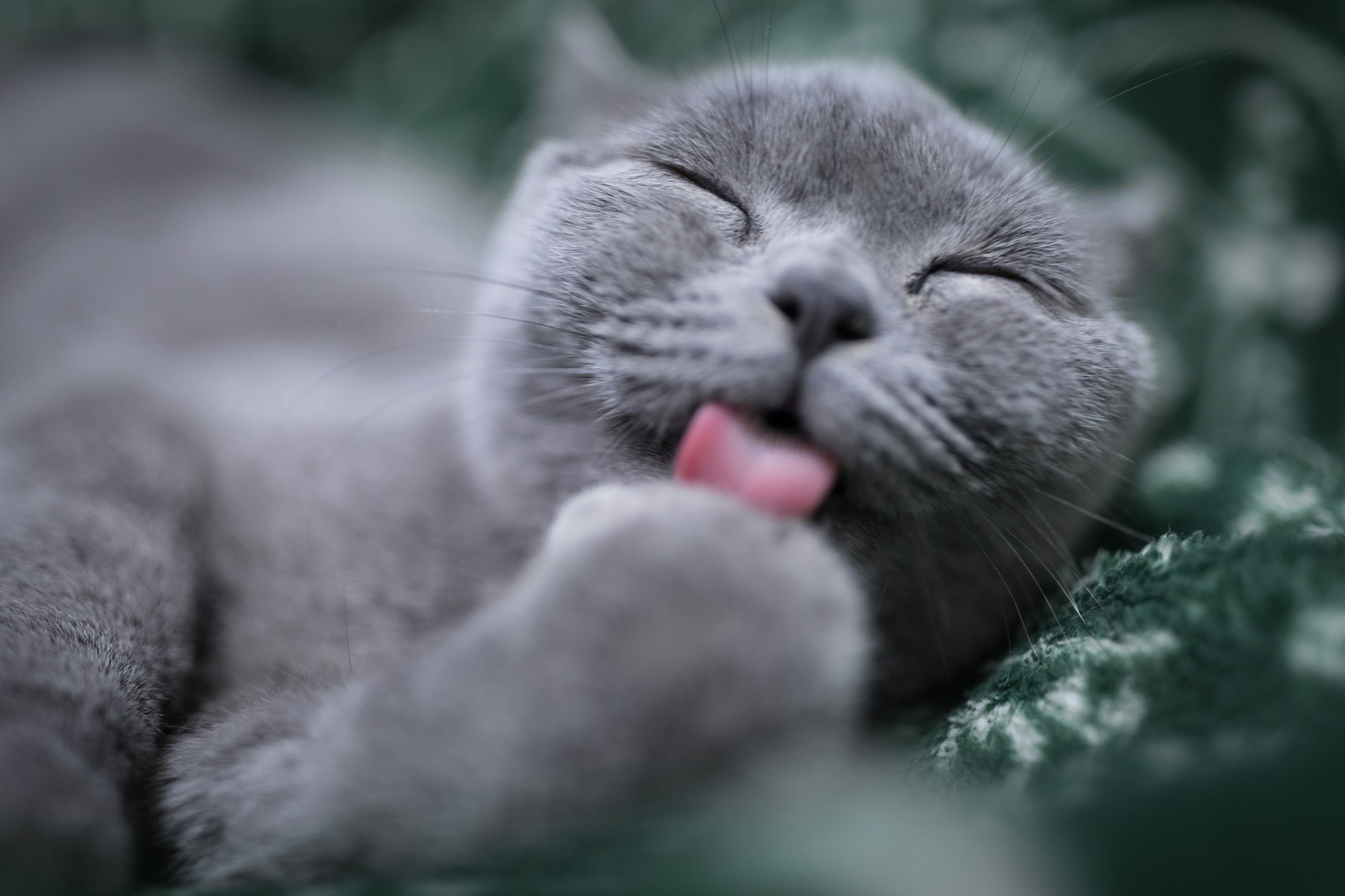 Cat testimonial picture