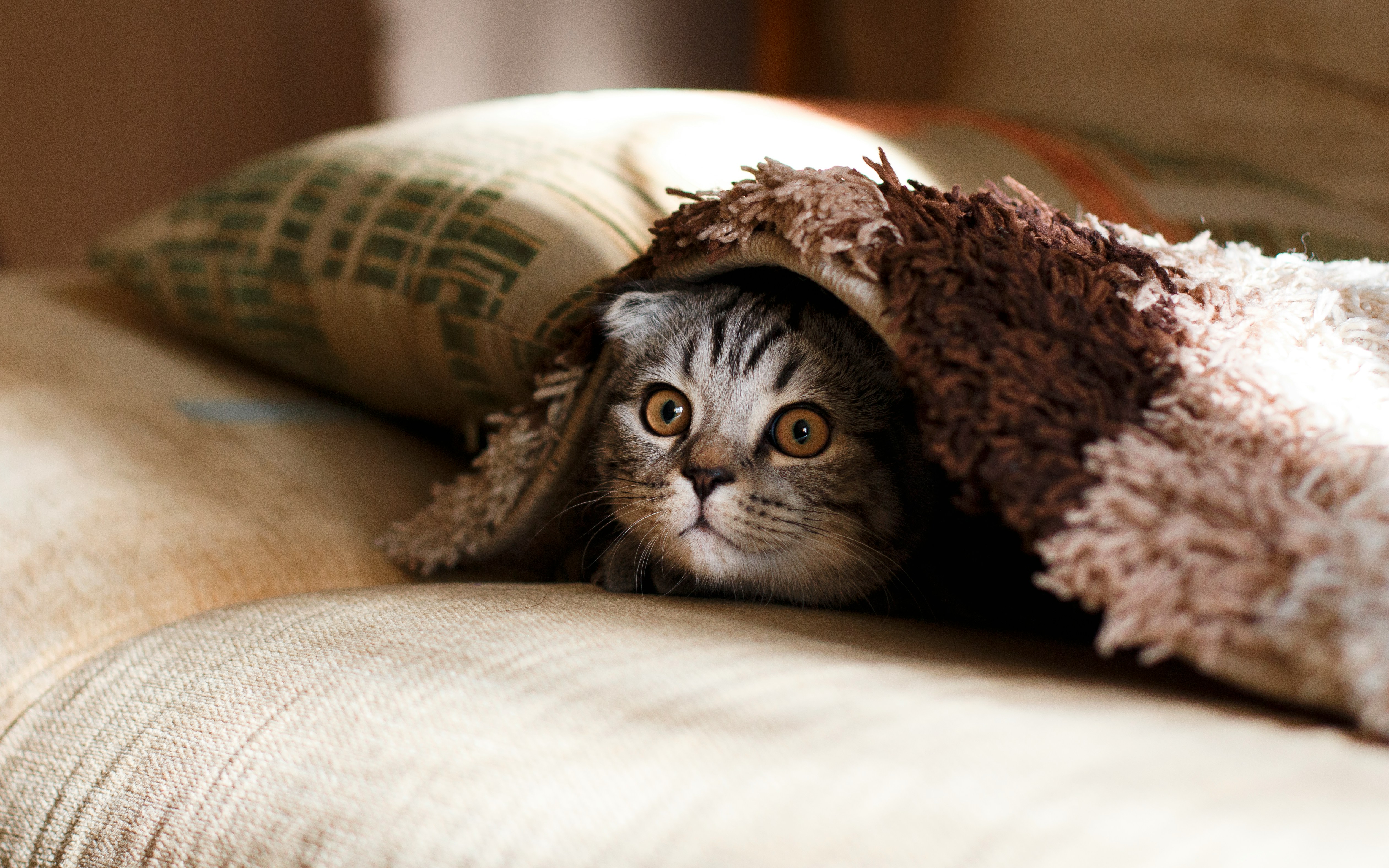 Cat testimonial picture